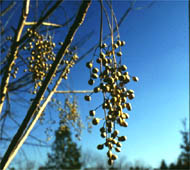 Poison Sumac