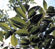 Poison Sumac