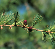 Tamarack (American Larch)