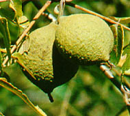 Black Walnut