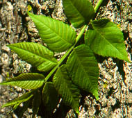 Black Walnut