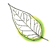 Leaf widest toward base