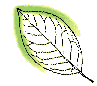 Leaf widest toward tip or middle