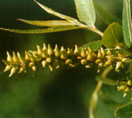 Black Willow
