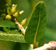 Black Willow