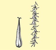 Crack Willow