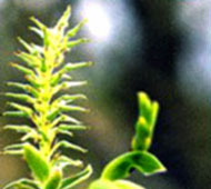 Pussy Willow