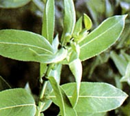 Pussy Willow