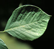 Yellowwood