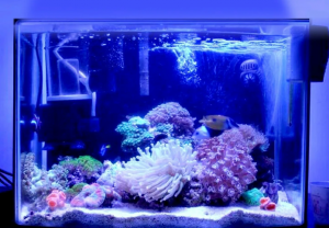 Подробнее о статье Полезен ли голубой свет для аквариумных растений