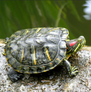 Подробнее о статье Могут ли черепахи видеть в темноте и различают ли они цвета
