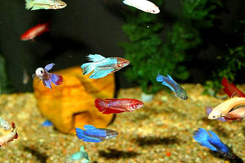 молодые Betta Splendens(рыбка петушок) в одном аквариуме