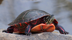 Подробнее о статье Насколько умны черепахи и понимают ли они человеческий язык