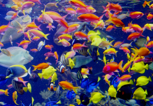 Подробнее о статье Энциклопедия аквариумных рыб — определить по картинке